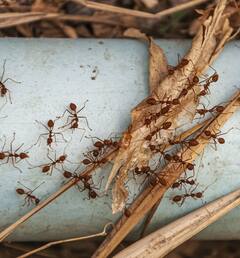 Home Remedies: ਕੀੜੀਆਂ ਨੂੰ ਘਰੋਂ ਭਜਾਉਣ ਲਈ ਅਪਨਾਓ ਇਹ 5 ਘਰੇਲੂ ਨੁਸਖੇ