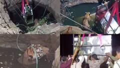 छिंदवाड़ा में खेत के कुएं में गिरा बाघ, काफी मशक्कत के बाद रेस्क्यू, वन विभाग ने की ये अपील