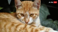 भारत में पहली बार बिल्ली के दिल में लगा पेसमेकर, जानिए कहां हुआ ये चमत्कार