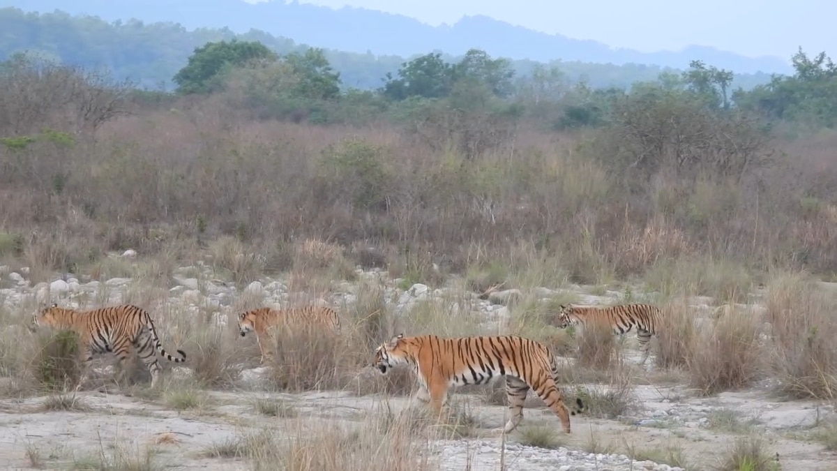 उत्तराखंड के जिम कॉर्बेट के ढिकाला जोन में पर्यटकों को लुभा रहे ‘पारो’ और उसके तीन शावक, देखें खास तस्वीरें