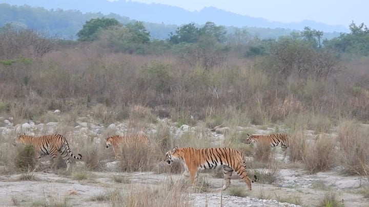 जिम कॉर्बेट नेशनल पार्क में एक बाघिन और उसके तीन युवा शावक को देखने के लिए रोजाना सैकड़ों पर्यटक सफारी में शामिल हो रहे हैं.