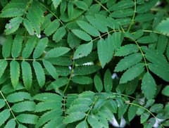 ਬੱਚਿਆਂ ਦੇ ਸਰੀਰ ਤੋਂ ਆ ਰਹੀ ਬਦਬੂ? ਤਾਂ ਅਪਣਾਓ ਆਹ ਘਰੇਲੂ ਤਰੀਕੇ