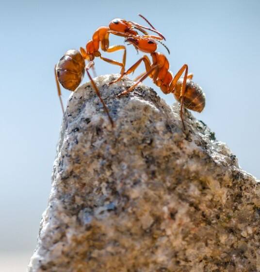 ਚਿੱਟਾ ਸਿਰਕਾ ਵੀ ਕੀੜੀਆਂ ਨੂੰ ਭਜਾਉਣ 'ਚ ਬੇਹੱਦ ਅਸਰਦਾਰ ਹੁੰਦਾ ਹੈ। ਬਰਾਬਰ ਮਾਤਰਾ 'ਚ ਪਾਣੀ ਤੇ ਸਿਰਕਾ ਮਿਲਾ ਕੇ ਸਪਰੇਅ ਬੋਤਲ 'ਚ ਭਰ ਲਓ। ਫਿਰ ਜਿੱਥੇ-ਜਿੱਥੇ ਕੀੜੀਆਂ ਨਜ਼ਰ ਆਉਂਦੀਆਂ ਹਨ ਜਾਂ ਜਿਨ੍ਹਾਂ ਰਸਤੇ ਕੀੜੀਆਂ ਆਉਂਦੀਆਂ ਹਨ, ਉਥੇ ਇਸਨੂੰ ਸਪਰੇਅ ਕਰ ਦਿਓ। ਇਸ ਨਾਲ ਉਨ੍ਹਾਂ ਦੀ ਖੁਸ਼ਬੂ ਦੀ ਲਾਈਨ ਟੁੱਟ ਜਾਂਦੀ ਹੈ ਤੇ ਉਹ ਦੁਬਾਰਾ ਉਸ ਰਸਤੇ ਨਹੀਂ ਆਉਂਦੀਆਂ।