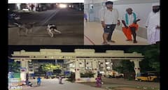 ஒரே நாளில் இத்தனை பேரை கடித்த தெரு நாய்கள் - அதிர்ச்சியில் மக்கள்