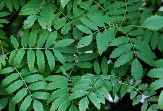 नीम का कमाल: नीम के पत्तों को पानी में उबालकर उस पानी से बच्चों को नहलाएं. नीम में मौजूद एंटी-बैक्टीरियल तत्व पसीने की बदबू को खत्म करने में मदद करते हैं. आप इस उपाय को हफ्ते में दो बार आजमा सकते हैं.