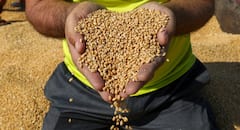 यूपी में गेहूं खरीद ने बनाया रिकॉर्ड, 1.73 लाख किसानों से हुई 9.26 लाख मीट्रिक टन की खरीद