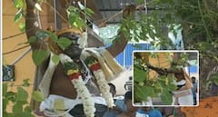 கீழடியில் மரங்களுக்கு திருமணம் – உலக நன்மைக்காக பக்தி பூர்வ நிகழ்வு
