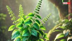 Lakshmi Ji: शुक्रवार का दिन है विशेष, तुलसी पूजा से लक्ष्मी जी को करें प्रसन्न