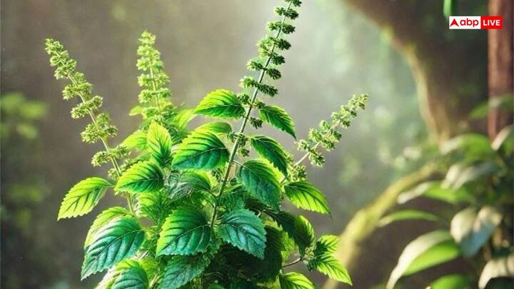 हिंदू धर्म में शुक्रवार का दिन मां लक्ष्मी को समर्पित होता है. इस दिन मां लक्ष्मी के साथ तुलसी के पौधे की पूजा करना भी अत्यंत शुभ माना जाता है. मान्यता है कि तुलसी में धन की देवी लक्ष्मी का वास होता है. ऐसे में यदि शुक्रवार को तुलसी से जुड़े कुछ उपाय किए जाएं, तो जीवन की परेशानियां दूर हो सकती हैं. आइए जानें शुक्रवार के दिन किए जाने वाले तुलसी के उपाय.