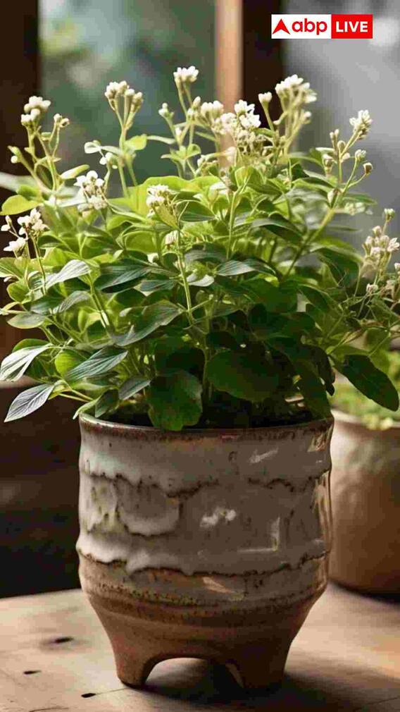 गमले में कैसे उगा सकते हैं अश्वगंधा का पौधा