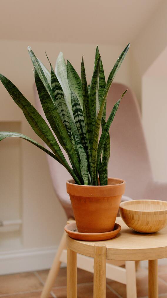 ਕਿਹੜੀ ਦਿਸ਼ਾ ‘ਚ ਰੱਖਣਾ ਚਾਹੀਦਾ ਮਨੀ ਪਲਾਂਟ?