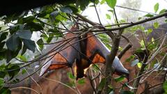 Six Suspected Nipah Cases Test Negative; One Patient Remains Critical In Kerala