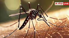 मच्छर कैसे चूसता है आपका खून? चीरने-फाड़ने से लेकर खून पीने तक का पूरा प्रोसेस जान लेंगे तो उड़ जाएंगे होश