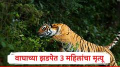 तेंदूपत्ता तोडायला जंगलात गेलेल्या महिलांवर वाघाची झडप; सासू सुनेसह एकीचा मृत्यू, चंद्रपुरात भीतीचे वातावरण