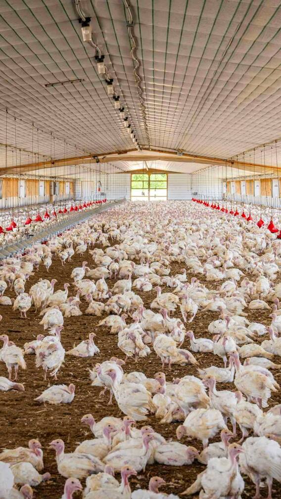 10 हजार मुर्गियों का फार्म बनाने में कितना खर्चा आएगा?