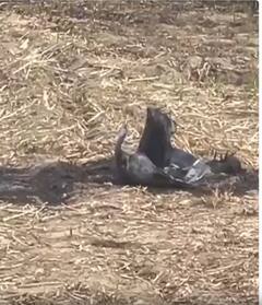 पंजाब में बिखरे मिले पाकिस्तानी मिसाइल के टुकड़े | ABP NEWS SHORTS