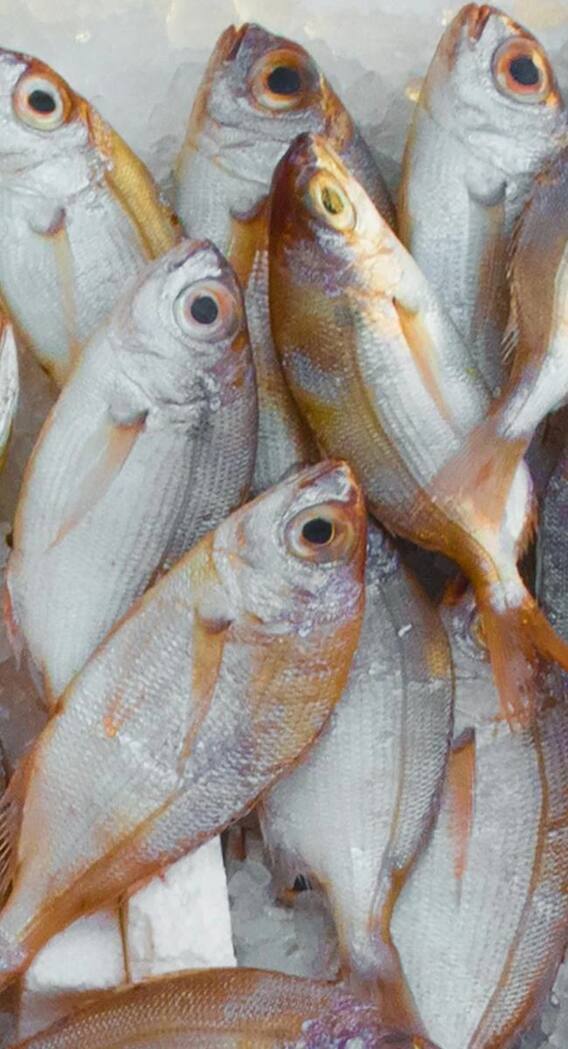 ये है दुनिया की सबसे कीमती मछली