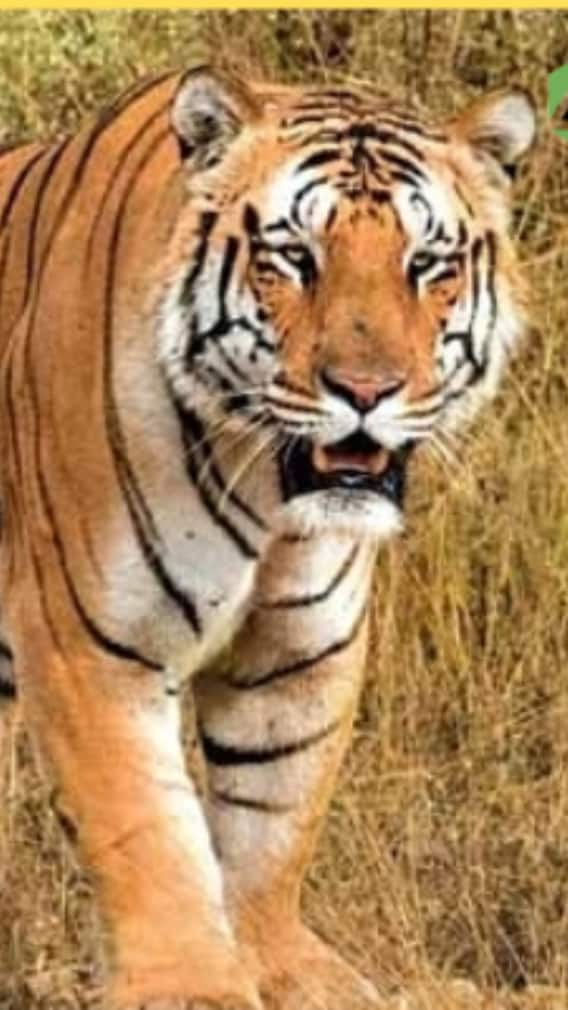 मध्य प्रदेश की वादियों में छुपे ये अद्भुत राष्ट्रीय उद्यान, जो हैं प्रकृति प्रेमियों के लिए स्वर्ग