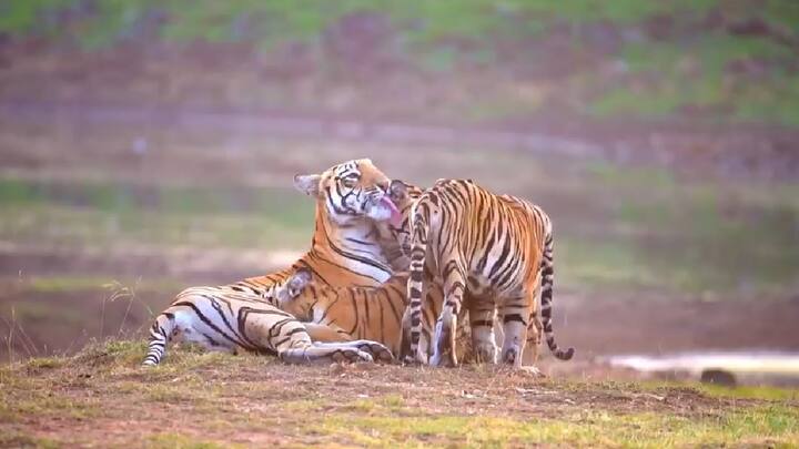 माणसाप्रमाणेच प्राणी, पशू पक्षांमध्येही आई-लेकराचं प्रेम असतं, अनेकदा ते निसर्गाच्या सानिध्यातून दिसून येतं. असंच एका, वाघीणीचं तिच्या बछड्यांसोबतचं मातृत्व प्रेम कॅमेरात कैद झालं आहे. उमरेड-पवणी-कऱ्हांडला अभयारण्यातील हे विलोभनीय दृश्य आहे.