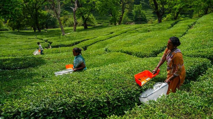 মালদা জেলায় তাপপ্রবাহের পরিস্থিতি হতে পারে। মঙ্গলবার বজ্রবিদ্যুৎ সহ বৃষ্টি এবং ৪০ থেকে ৫০ কিলোমিটার বেগে ঝোড়ো হাওয়া বইতে পারে কোচবিহার, আলিপুরদুয়ার, জলপাইগুড়িতে।