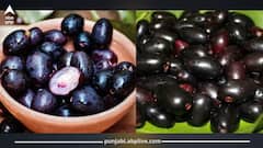 ਇਹ ਫਲ ਸਿਹਤ ਖਜ਼ਾਨਾ, ਖੂਨ ਦੀ ਸਫਾਈ ਕਰਨ ਤੋਂ ਲੈ ਕੇ ਸ਼ੂਗਰ ਹੁੰਦੀ ਦੂਰ