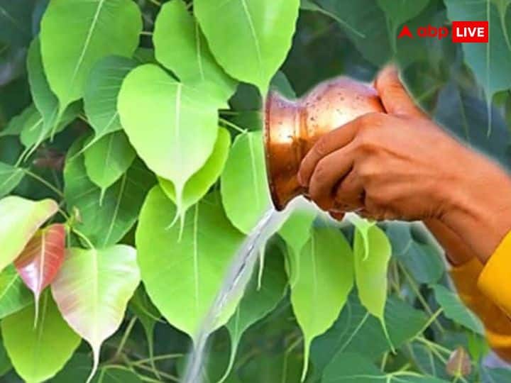 कहा जाता है कि पीपल में पितरों का भी वास होता है. पीपल वृक्ष की पूजा करने से पितृ प्रसन्न और संतुष्ट होते हैं. अगर आपकी कुंडली में पितृ दोष हो तो वैशाख पूर्णिमा पर पीपल वृक्ष की पूजा अवश्य करें.