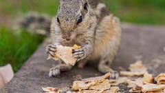 Weather Update: তাপপ্রবাহের সতর্কতা, জেলায় জেলায় দুর্যোগের আশঙ্কা; কোথায় কেমন আবহাওয়া?