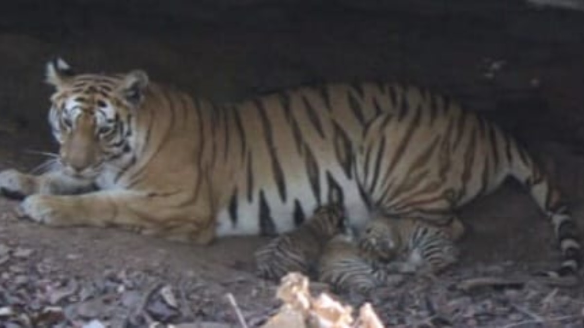 Rajasthan: रणथंभौर में बाघ के हमले में मंदिर के पूजारी की माैत, झाड़ियों में मिला शव, अब तक 3 की जा चुकी है जान