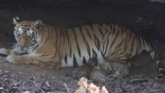 वीरांगना दुर्गावती टाइगर रिजर्व में बाघिन N -112 ने चार शावकों को दिया जन्म, अब इतनी हुई कुल संख्या