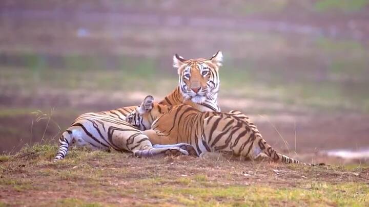 तेवढ्याचं मातृत्वाच्या प्रेमानं F2 वाघिणीनंही तिच्या तिन्ही बछड्यांना प्रेमानं गोंजरून जिभेनं चाटून त्यांचा लाड पुरविला. हे सर्व वन्यजीव प्रेमी सिद्धेश मुणगेकर यांनी त्यांच्या कॅमेरात अलगद टिपलं.