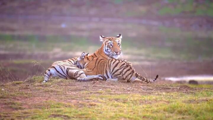 गोठणगावं इथं F2 वाघीण आणि तिच्या बछड्यांमधील हे मातृत्वाचं वात्सल्य कॅमेरात कैद झालय. F2 वाघिण तिच्या तीन बछड्यांसह लीलया प्रेम आणि मस्ती करतानाचा प्रसंग जंगल सफारीवर गेलेले वन्यप्रेमी सिद्धेश मुणगेकर यांनी त्यांच्या कॅमेरात कैद केली.
