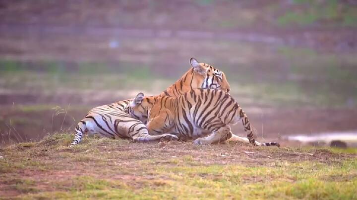 गोठणगाव परिसरातील एक रमणीयस्थळी पानवठ्यालगत F2 वाघीण बसलेली असताना तिचे बछडे तिच्या अंगाखांद्यावर खेळत होते. एका बछड्याला ती दूध पाजत होती तर, अन्य दोन बछडे तिच्याशी मस्ती करीत असल्याचे दिसून येतंय.
