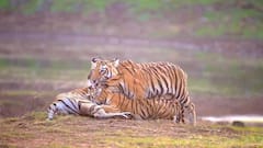 'मदर्स डे' असाही... मायेच्या हळव्या स्पर्शाने खुलते; जंगलातील वाघिणीची बछड्यांसोबत आभाळमाया