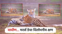 'मदर्स डे' असाही... मायेच्या हळव्या स्पर्शाने खुलते; जंगलातील वाघिणीची बछड्यांसोबत आभाळमाया