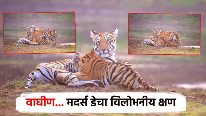 जगभरात आज मातृत्व दिवस साजरा केला जात आहे. आपल्या आईप्रती कृतज्ञता व्यक्त करत आईचं आपल्या लेकरांप्रती असलेलं प्रेम आणि त्यांच्यासाठी घेतले जाणारे कष्ट अधोरेखीत केले जात आहेत.