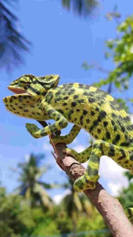 गिरगिट ही नहीं ये जानवर भी बदल लेते हैं अपना रंग