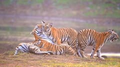 'मदर्स डे' असाही... मायेच्या हळव्या स्पर्शाने खुलते; जंगलातील वाघिणीची बछड्यांसोबत आभाळमाया