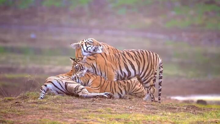 जंगल सफारी करताना आज पर्यटक आणि वन्यजीव प्रेमींना एक आगळंवेगळं मातृत्वाचं वात्सल्य बघायला मिळालं. उमरेड - पवणी - कऱ्हांडला अभयारण्यात सध्या पर्यटकांचं F2 वाघीण आणि तिच्या बछड्यांसह अन्य वाघिणींच्या कुटुंबाचं दर्शन होत असल्यानं पर्यटकांची मोठी गर्दी वाढलीय.