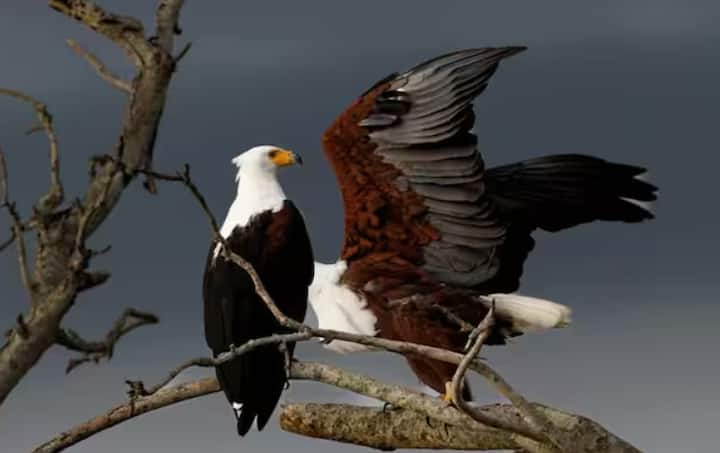 ਜੇਕਰ ਕੋਈ ਪੰਛੀ ਜਹਾਜ਼ ਨਾਲ ਟਕਰਾ ਜਾਂਦਾ ਹੈ, ਤਾਂ ਜਹਾਜ਼ ਦੇ ਇੰਜਣ ਵਿੱਚ ਅੱਗ ਲੱਗਣ ਦਾ ਖ਼ਤਰਾ ਹੋ ਸਕਦਾ ਹੈ, ਜਿਸ ਨਾਲ ਯਾਤਰੀਆਂ ਦੀ ਜਾਨ ਨੂੰ ਖ਼ਤਰਾ ਹੋ ਸਕਦਾ ਹੈ।