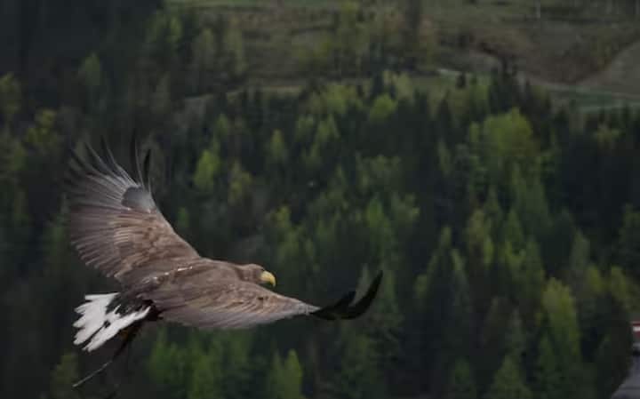 ਆਪਣੇ ਸ਼ਿਕਾਰੀ ਸੁਭਾਅ ਦੇ ਕਾਰਨ, ਬਾਜ ਦੂਜੇ ਪੰਛੀਆਂ ਨੂੰ ਹਵਾਈ ਅੱਡੇ ਦੇ ਖੇਤਰ ਵਿੱਚ ਦਾਖਲ ਹੋਣ ਤੋਂ ਰੋਕਦੇ ਹਨ ਅਤੇ ਜਹਾਜ਼ ਦੀ ਰੱਖਿਆ ਵਿੱਚ ਮਦਦ ਕਰਦੇ ਹਨ।