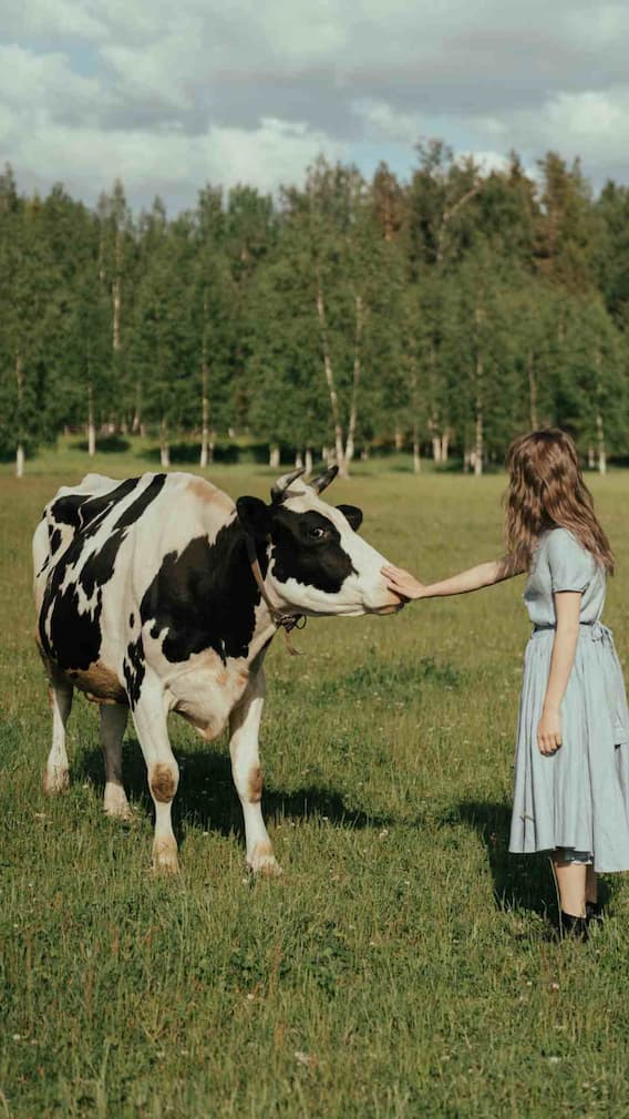 भारत के बाद किस देश में हैं सबसे ज्यादा गाय?