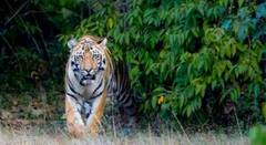 वाघांची दहशत कायम! चंद्रपुरात गेल्या 72 तासांत 5 महिलांचा मृत्यू,ग्रामस्थांमध्ये भीतीचे वातावरण