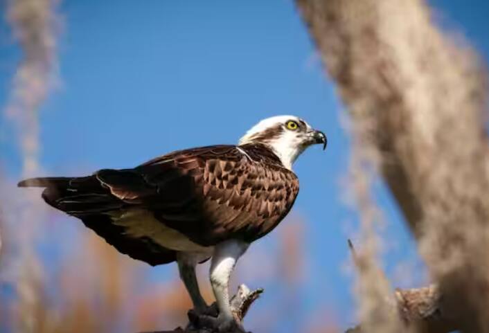 ਬਾਜ਼ਾਂ ਨੂੰ ਹਵਾਈ ਜਹਾਜ਼ਾਂ 'ਤੇ ਉਡਾਇਆ ਜਾਂਦਾ ਹੈ ਤਾਂ ਜੋ ਹਵਾਈ ਅੱਡਿਆਂ ਦੇ ਆਲੇ-ਦੁਆਲੇ ਪੰਛੀਆਂ ਨੂੰ ਕਾਬੂ ਕੀਤਾ ਜਾ ਸਕੇ।