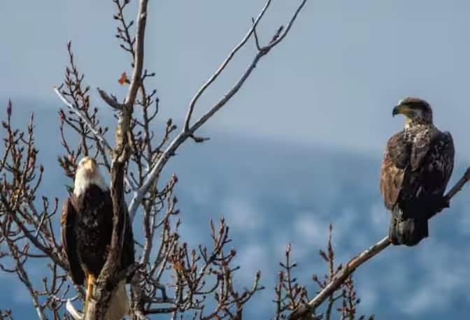 ਹਾਲਾਂਕਿ, ਹਵਾਈ ਅੱਡਿਆਂ 'ਤੇ ਪੰਛੀਆਂ ਨੂੰ ਕੰਟਰੋਲ ਕਰਨ ਲਈ ਬਾਜ਼ਾਂ ਤੋਂ ਇਲਾਵਾ ਹੋਰ ਤਕਨੀਕਾਂ ਦੀ ਵਰਤੋਂ ਕੀਤੀ ਜਾਂਦੀ ਹੈ, ਜਿਵੇਂ ਕਿ ਪੰਛੀ-ਰੋਧੀ ਯੰਤਰ, ਜਾਲ ਅਤੇ ਸ਼ੋਰ।