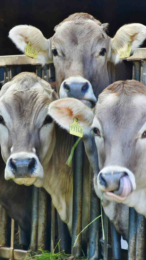 कौन सी गाय सबसे ज्यादा दूध देती है?