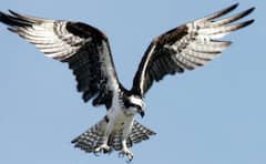 ਏਅਰਪੋਰਟ 'ਤੇ ਪਾਲੇ ਜਾਂਦੇ ਕਿਉਂ ਬਾਜ? ਕੀ ਹੁੰਦਾ ਇਨ੍ਹਾਂ ਦਾ ਕੰਮ