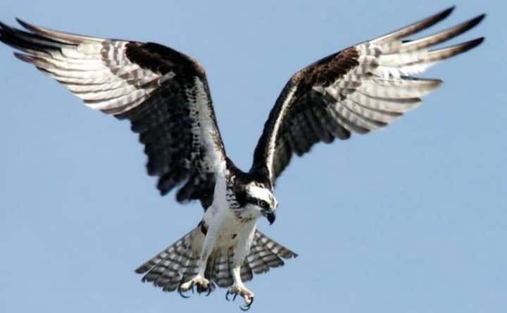 ਜੇਕਰ ਤੁਸੀਂ ਕਿਤੇ ਬਾਹਰ ਜਾਣਾ ਹੁੰਦਾ ਅਤੇ ਸਫ਼ਰ ਬਹੁਤ ਲੰਮਾ ਹੋਵੇ ਤਾਂ ਤੁਸੀਂ ਹਵਾਈ ਜਹਾਜ਼ ਰਾਹੀਂ ਯਾਤਰਾ ਕਰਦੇ ਹੋ। ਇਸ ਰਾਹੀਂ ਅਸੀਂ ਘੱਟ ਸਮੇਂ ਵਿੱਚ ਲੰਬੀ ਦੂਰੀ ਤੈਅ ਕਰਦੇ ਹਾਂ। ਹਵਾਈ ਜਹਾਜ਼ ਅਤੇ ਹਵਾਈ ਅੱਡਿਆਂ ਨੂੰ ਲੈਕੇ ਬਹੁਤ ਸਾਰੀਆਂ ਗੱਲਾਂ ਹਨ, ਜਿਨ੍ਹਾਂ ਬਾਰੇ ਤੁਹਾਨੂੰ ਪਤਾ ਨਹੀਂ ਹੋਵੇਗਾ। ਕੀ ਤੁਸੀਂ ਜਾਣਦੇ ਹੋ ਕਿ ਹਵਾਈ ਅੱਡਿਆਂ 'ਤੇ ਬਾਜ਼ ਕਿਉਂ ਰੱਖਿਆ ਜਾਂਦਾ ਹੈ ਅਤੇ ਉਨ੍ਹਾਂ ਨੂੰ ਹਵਾਈ ਅੱਡੇ ਦੇ ਉੱਪਰੋਂ ਕਿਉਂ ਉਡਾਇਆ ਜਾਂਦਾ ਹੈ, ਆਓ ਜਾਣਦੇ ਹਾਂ। ਜਦੋਂ ਹਵਾਈ ਜਹਾਜ਼ ਉੱਚੀ ਉਚਾਈ 'ਤੇ ਉੱਡਦੇ ਹਨ ਤਾਂ ਪੰਛੀਆਂ ਦਾ ਮਿਲਣਾ ਆਮ ਗੱਲ ਹੈ, ਤਾਂ ਉਨ੍ਹਾਂ ਨੂੰ ਰੋਕਣ ਲਈ ਉਪਾਅ ਕੀਤੇ ਜਾਂਦੇ ਹਨ।