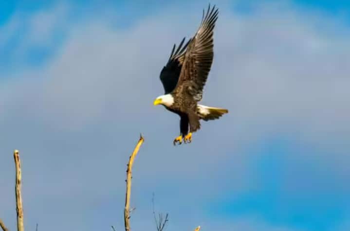 ਫਾਲਕਨਰ ਬਾਜ਼ਾਂ ਦਾ ਪ੍ਰਬੰਧਨ ਅਤੇ ਸਿਖਲਾਈ ਦਿੰਦੇ ਹਨ ਅਤੇ ਉਨ੍ਹਾਂ ਦਾ ਕੰਮ ਇਨ੍ਹਾਂ ਪੰਛੀਆਂ ਨੂੰ ਹਵਾਈ ਅੱਡੇ ਦੇ ਅਸਮਾਨ ਵਿੱਚ ਗਸ਼ਤ ਕਰਨਾ ਸਿਖਾਉਣਾ ਹੈ ਤਾਂ ਜੋ ਹੋਰ ਪੰਛੀਆਂ ਦੀਆਂ ਕਿਸਮਾਂ ਨੂੰ ਦੂਰ ਰੱਖਿਆ ਜਾ ਸਕੇ।
