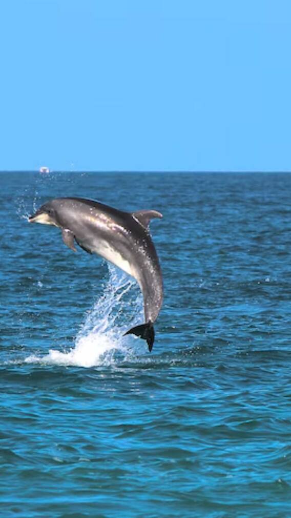 दुनिया में किस जानवर के पास होते हैं सबसे ज्यादा दांत?