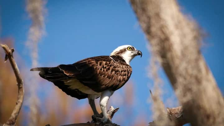 हवाई जहाज पर बाज इसलिए उड़ाए जाते हैं, ताकि हवाई अड्डों आसपास पक्षियों को कंट्रोल में किया जा सके.